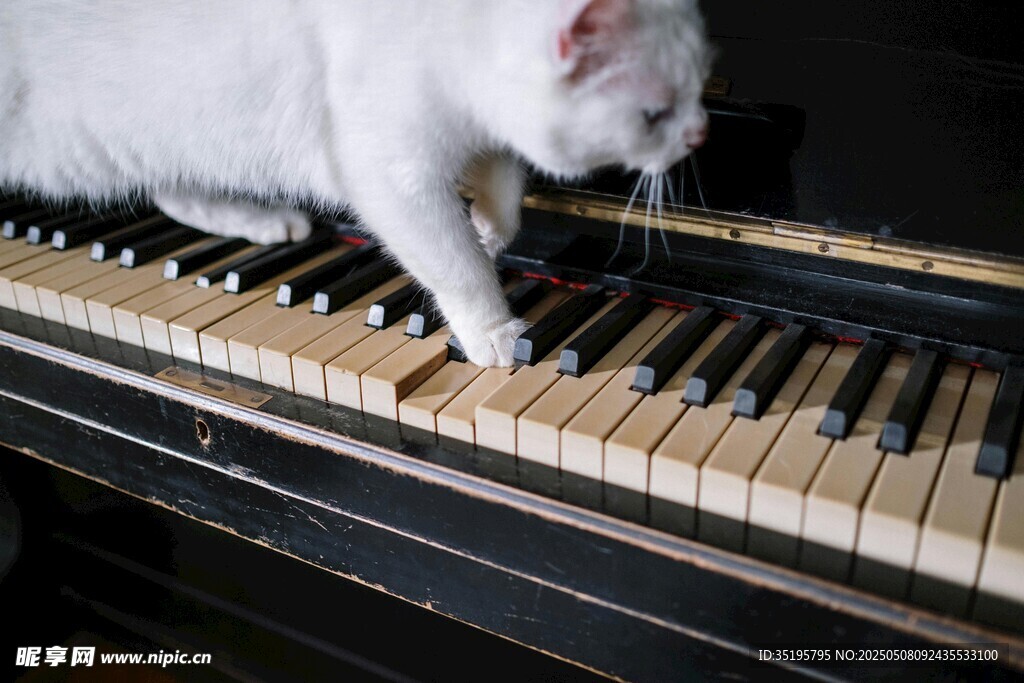 白猫优雅漫步钢琴键盘