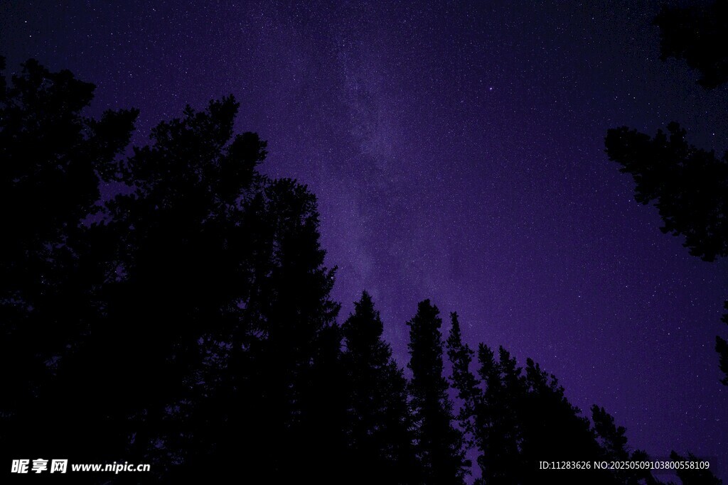 夜空下的树木剪影