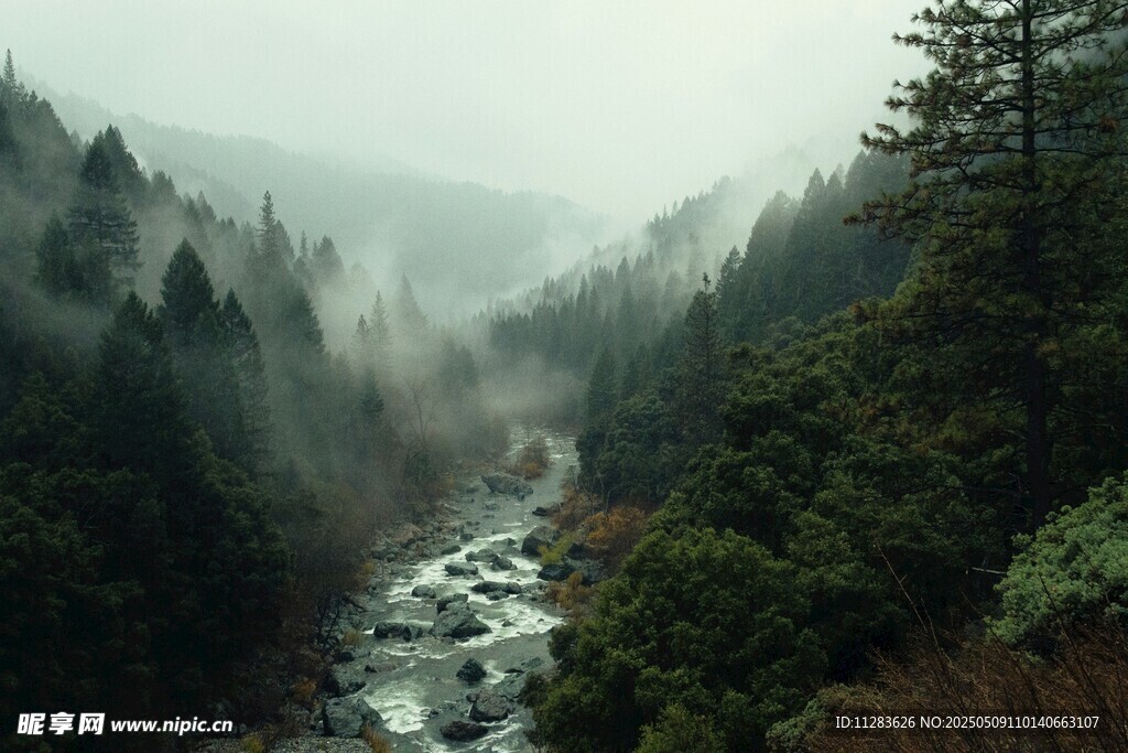 雾中幽林溪流美景