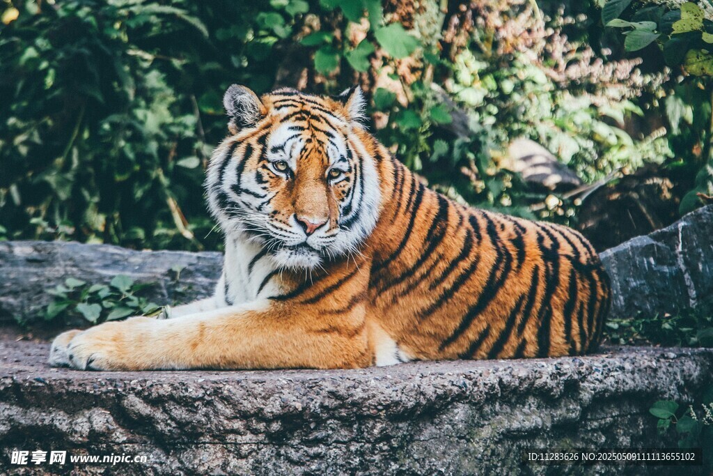 石上休憩的斑斓猛虎