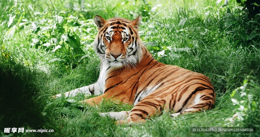 绿荫下休憩的斑斓猛虎