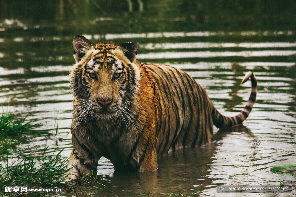 水中漫步的斑斓猛虎