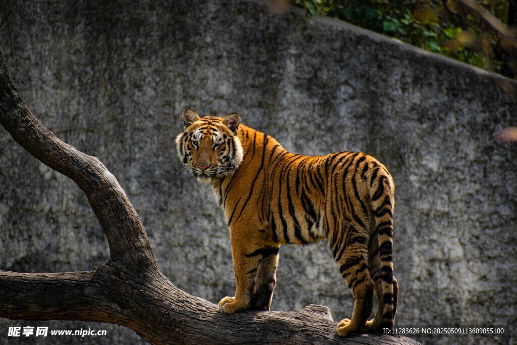 虎立枝头展王者风范