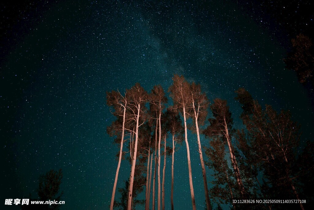 夜空下的挺拔树木
