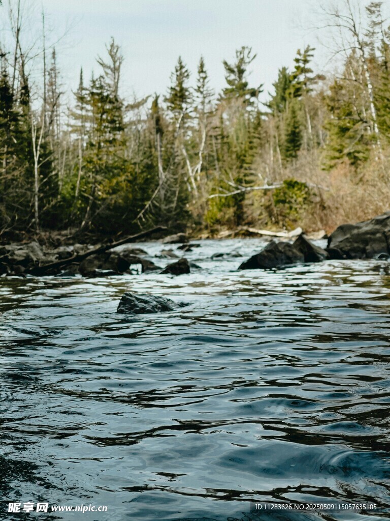 湍急河流旁的茂密树林