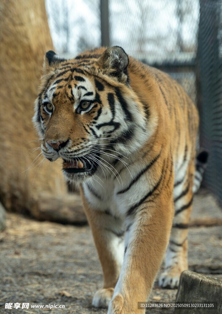 行走的斑斓猛虎