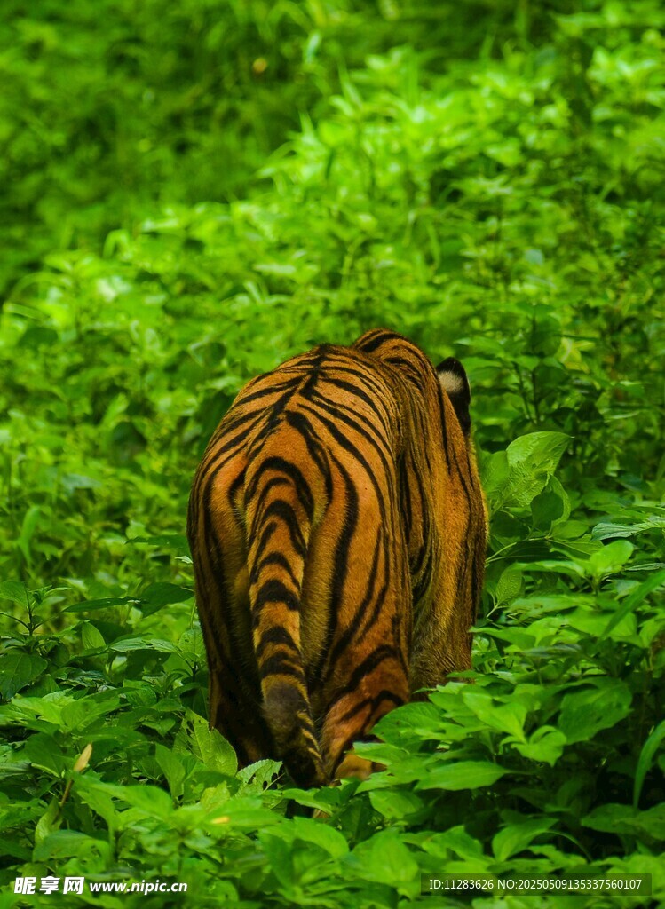 丛林中隐匿的斑斓猛虎
