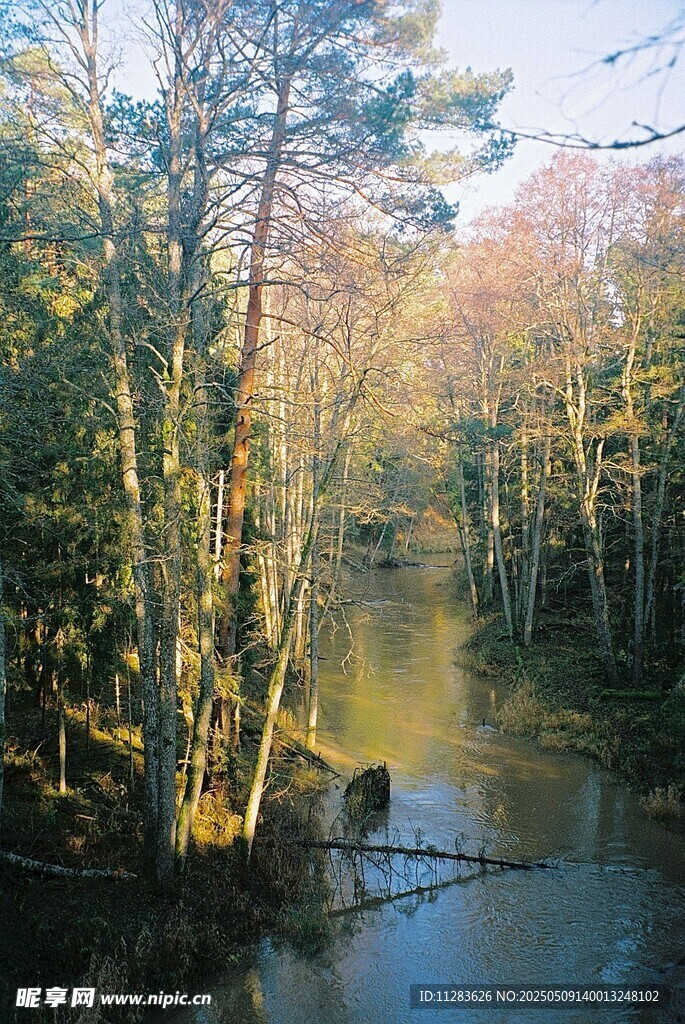 林间静谧小河风景