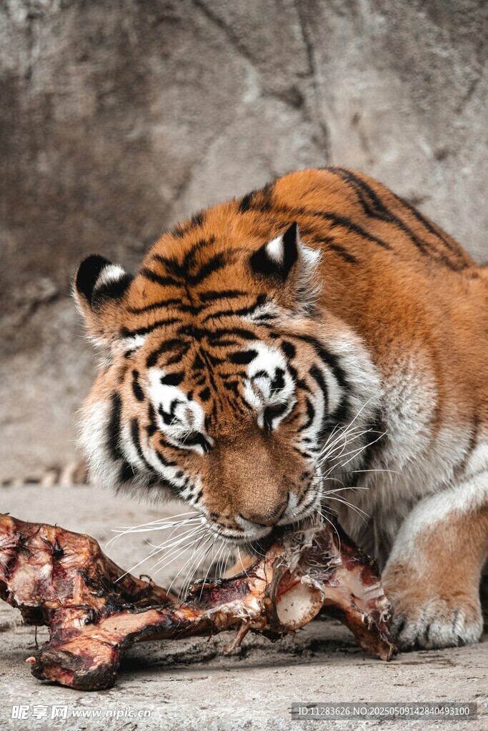 老虎啃食猎物