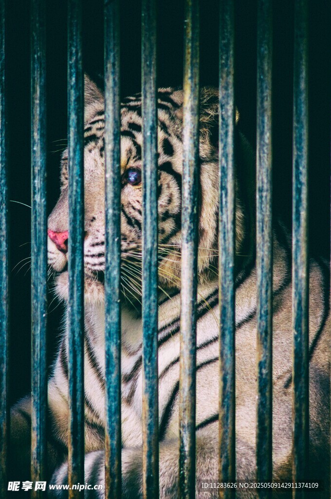 笼中老虎