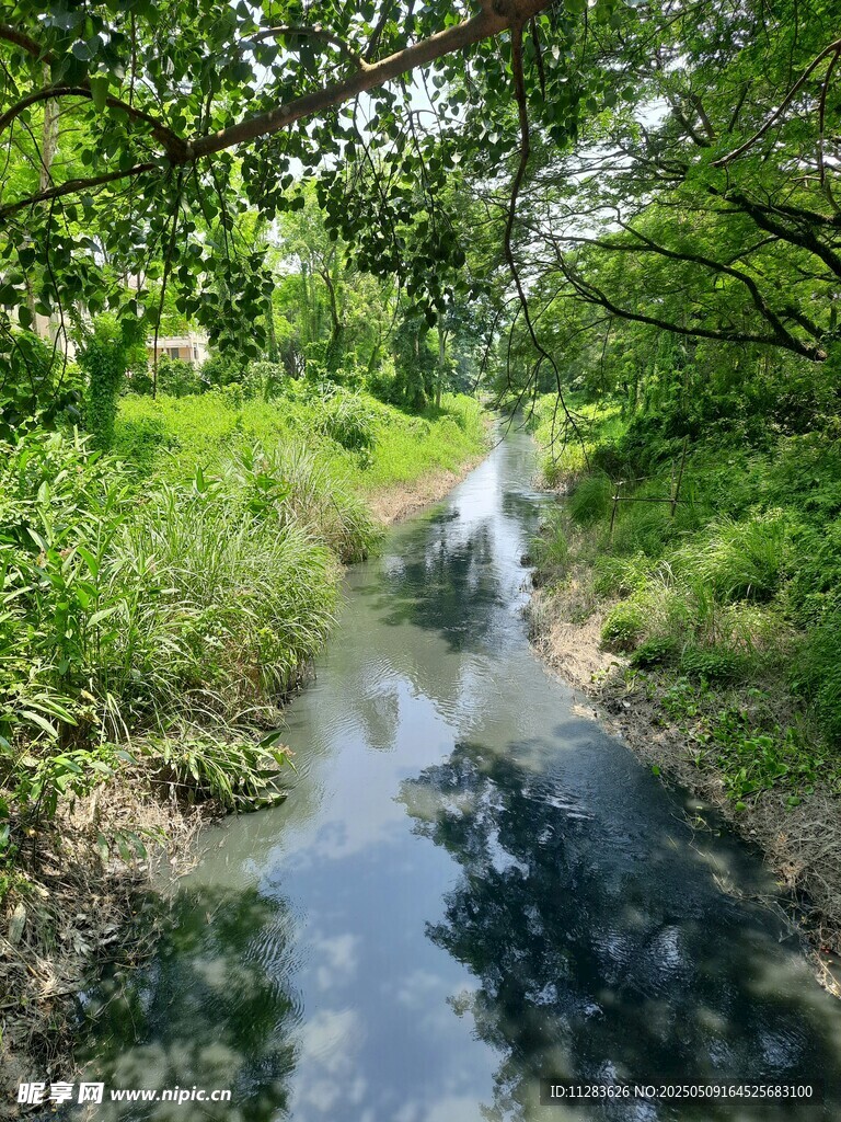 林间小溪潺潺流淌