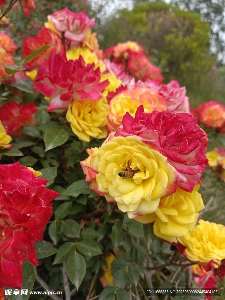 多彩艳丽的盛开玫瑰花