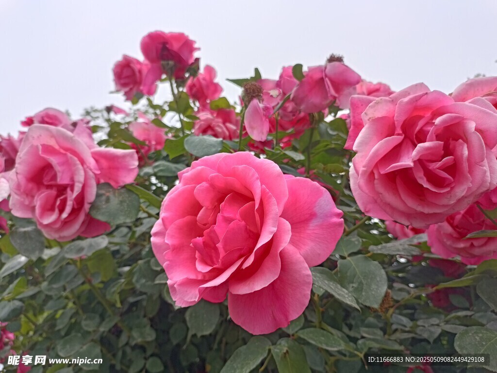 娇艳盛开的粉色月季花