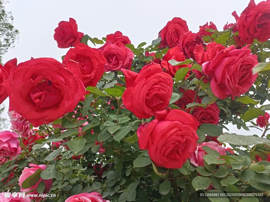 娇艳红玫瑰绽放