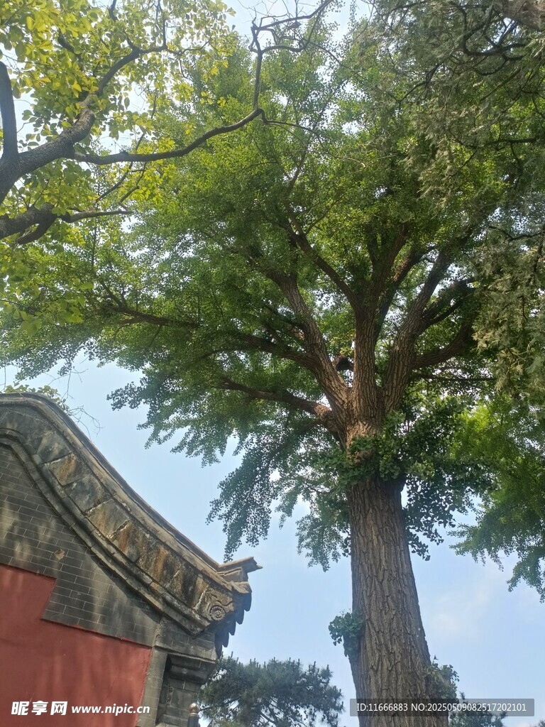 古建旁的葱郁大树