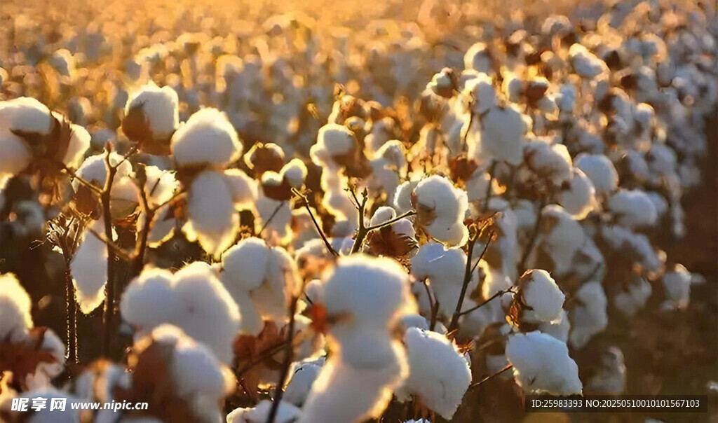棉花栽培