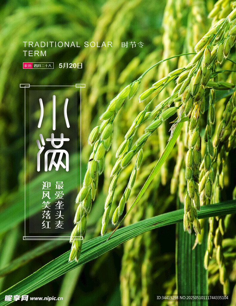 小满时节的金黄稻穗