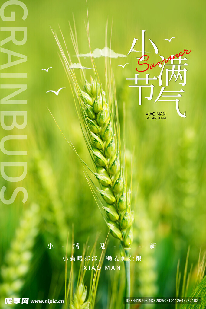 小满时节麦田绿意盎然