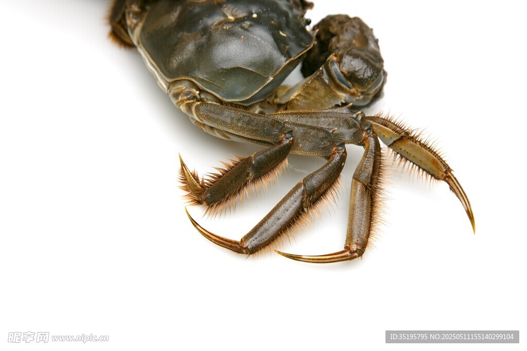 单只螃蟹特写