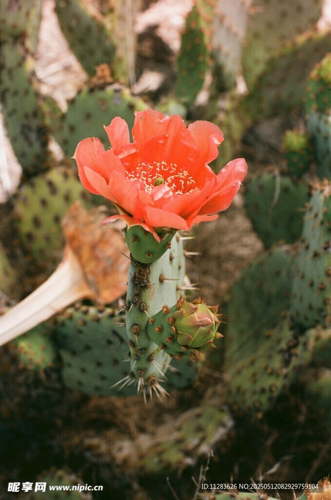 仙人掌花