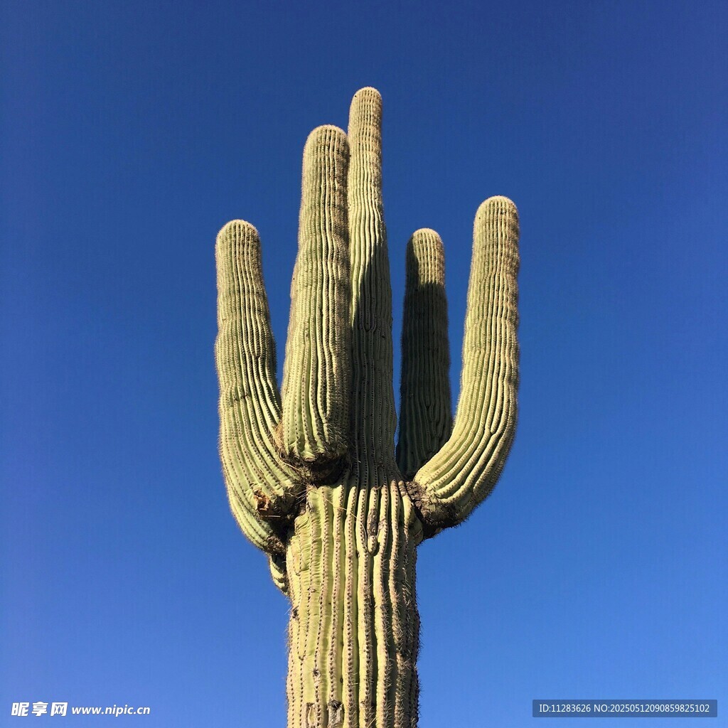 高大仙人掌挺立蓝天之下