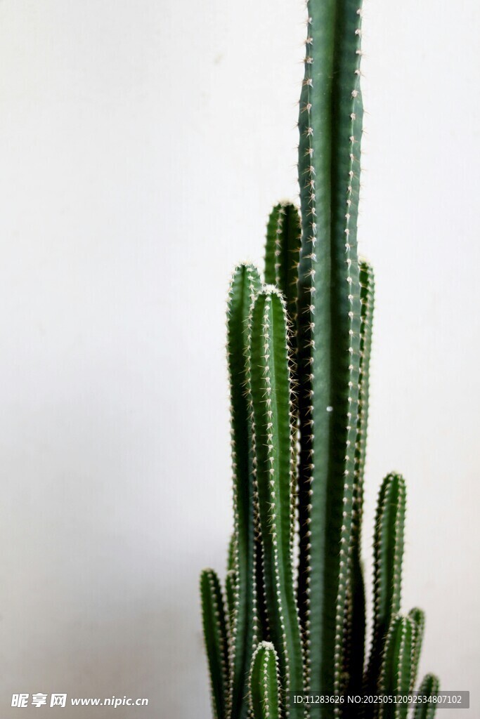 挺拔仙人掌植物特写