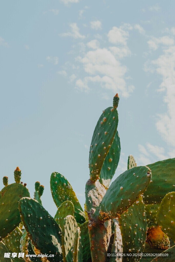 阳光下的仙人掌植物景观