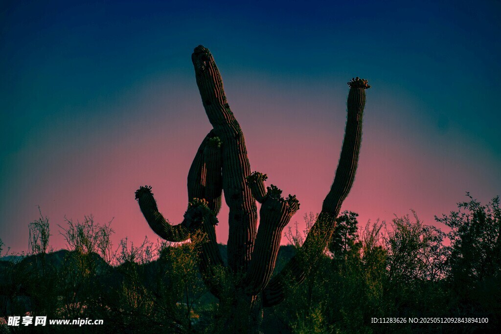 夕阳下的仙人掌景观