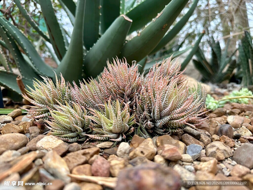 多肉植物生长于碎石间