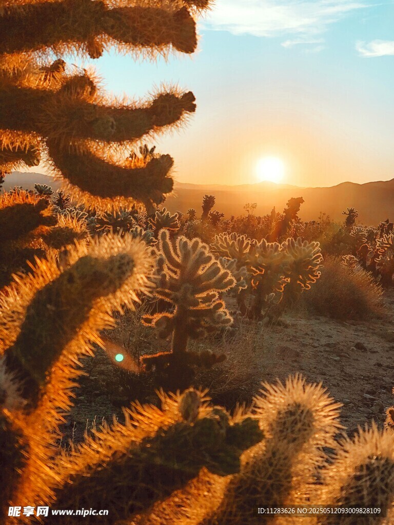 夕阳下的仙人掌景观