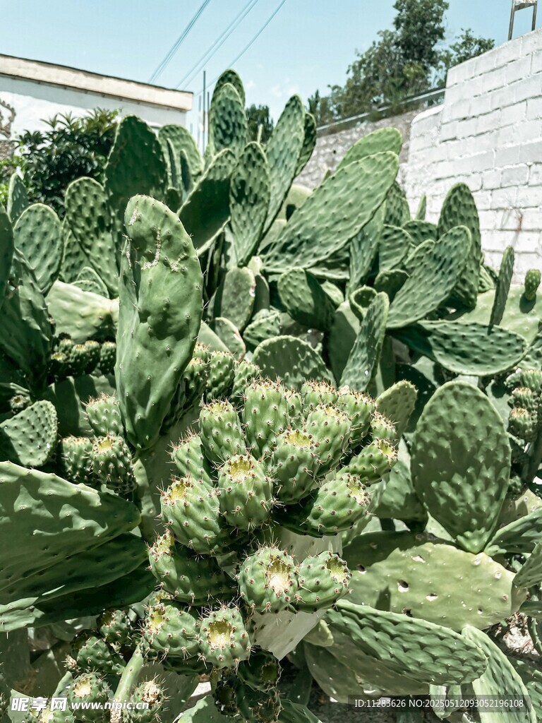 蓬勃生长的仙人掌植物