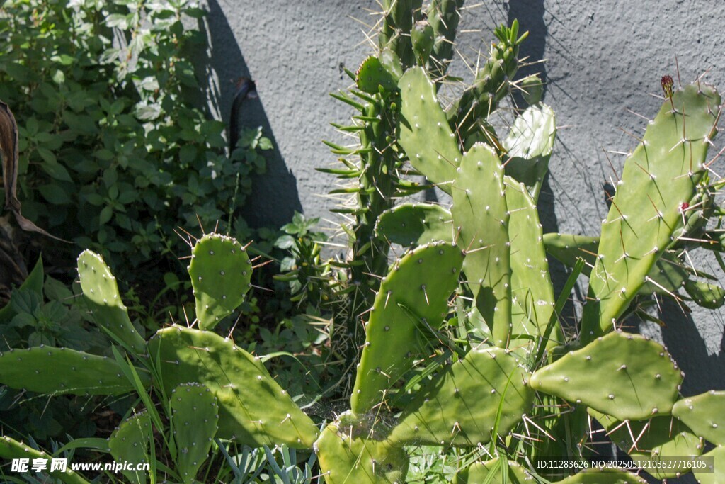 翠绿仙人掌植物特写