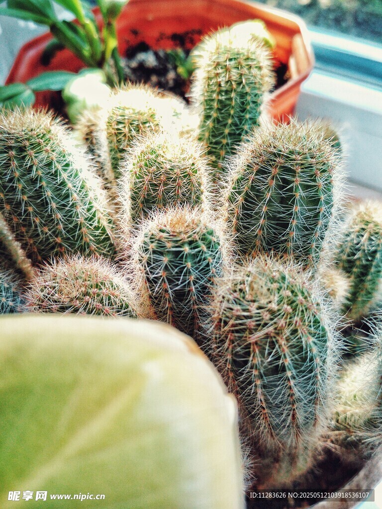 可爱仙人掌盆栽特写