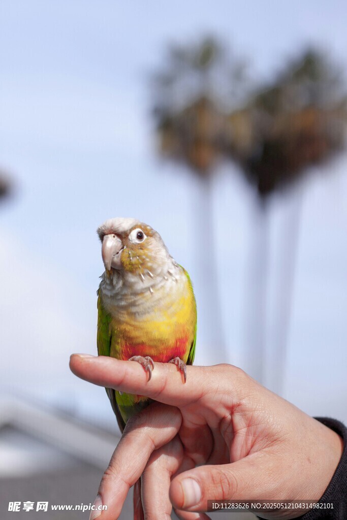 手心上的多彩小鸟