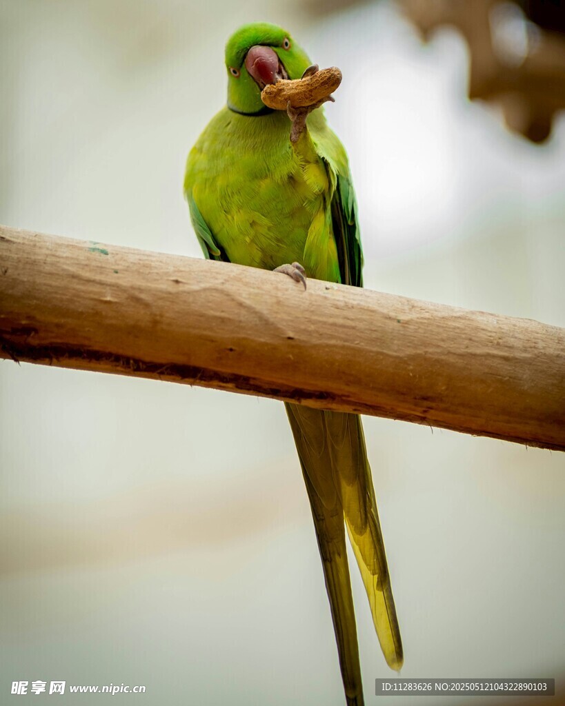 翠绿鹦鹉栖于木杆
