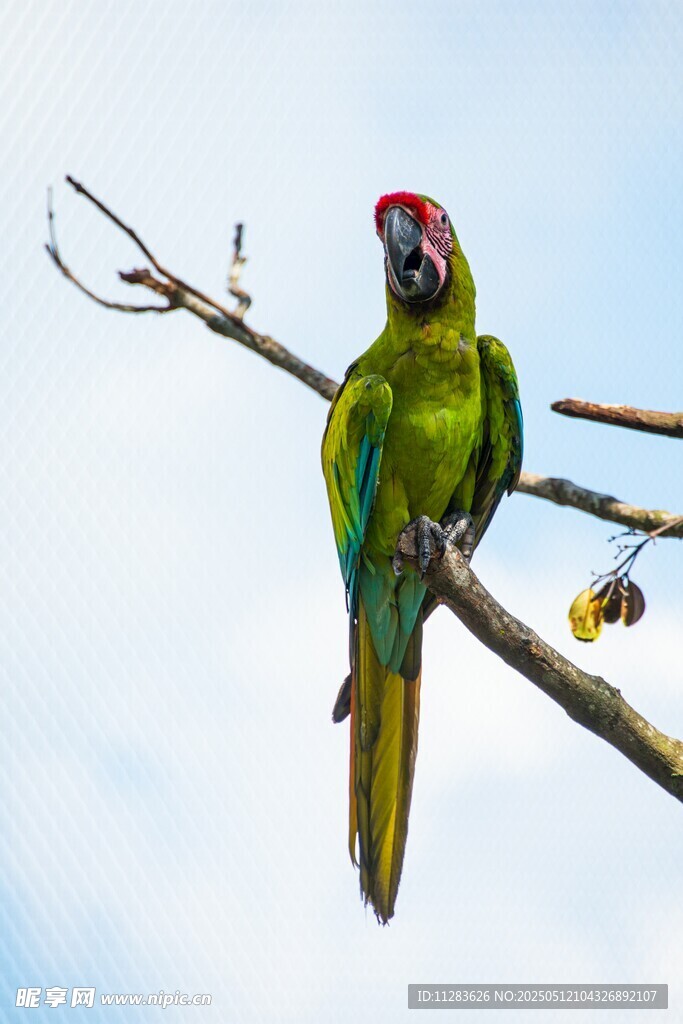 绿鹦鹉栖于枝头