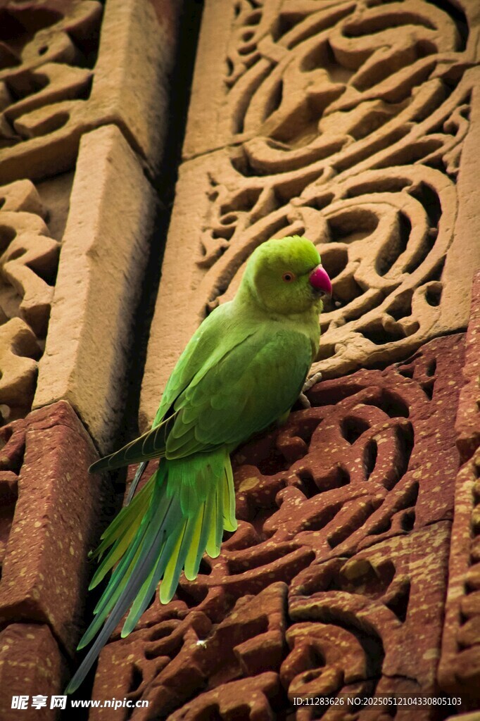 绿鹦鹉立于雕花物件旁