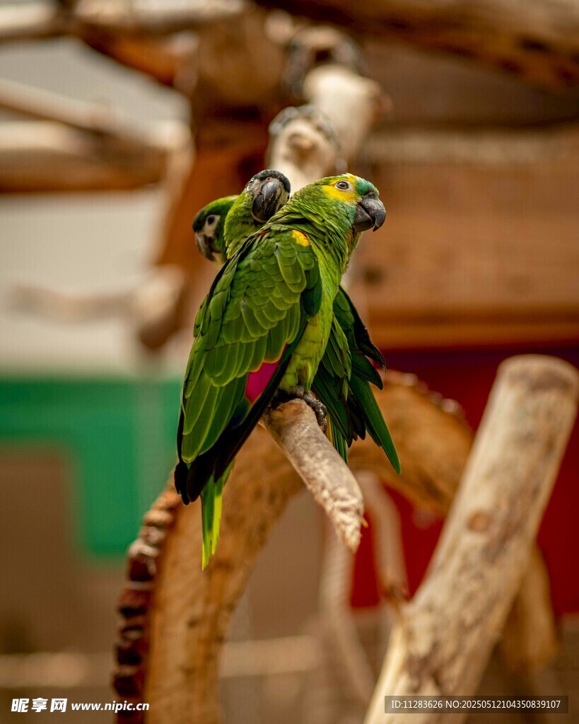 两只绿鹦鹉栖息于树枝上