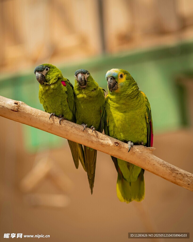 三只绿鹦鹉栖于树枝