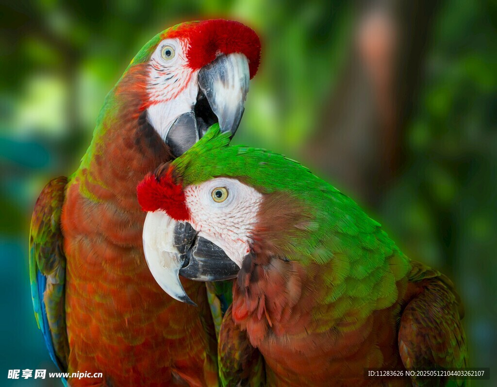 多彩鹦鹉亲昵依偎