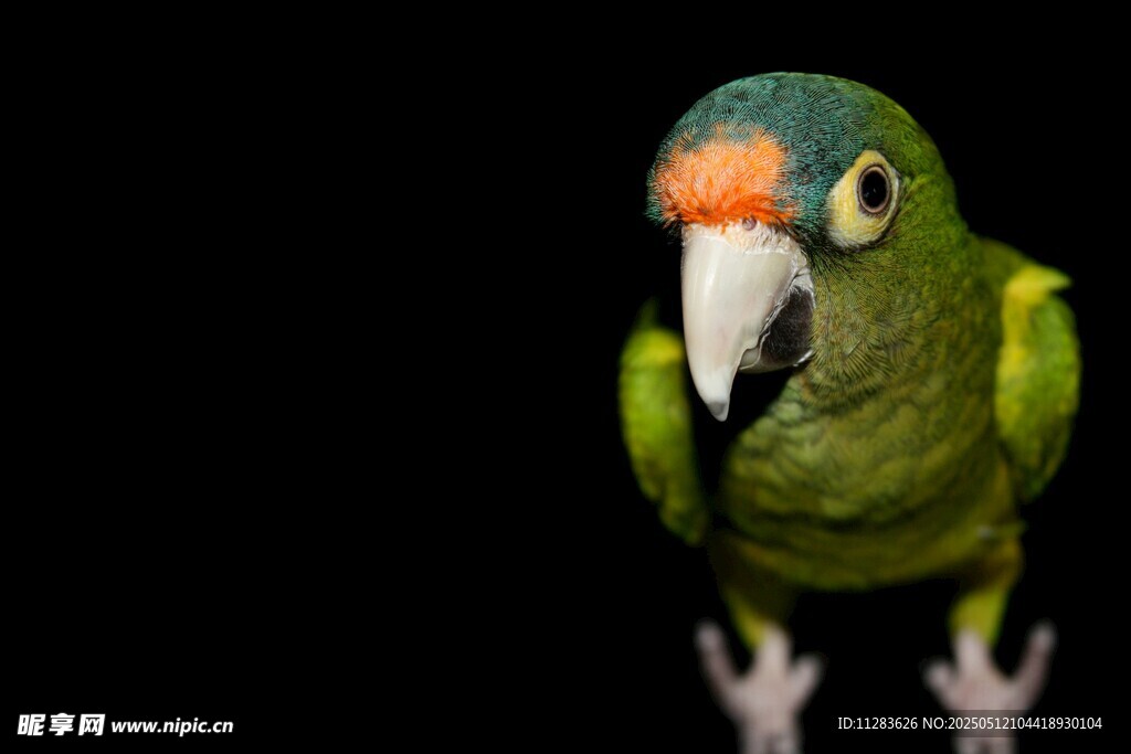 绿鹦鹉特写