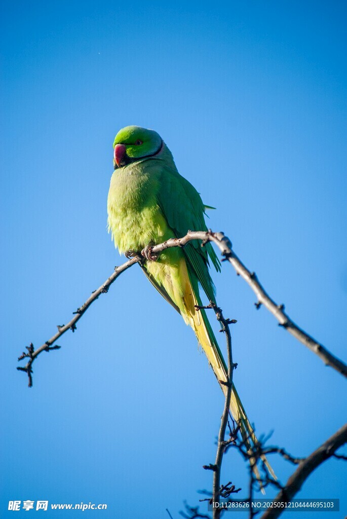 枝头绿鹦鹉