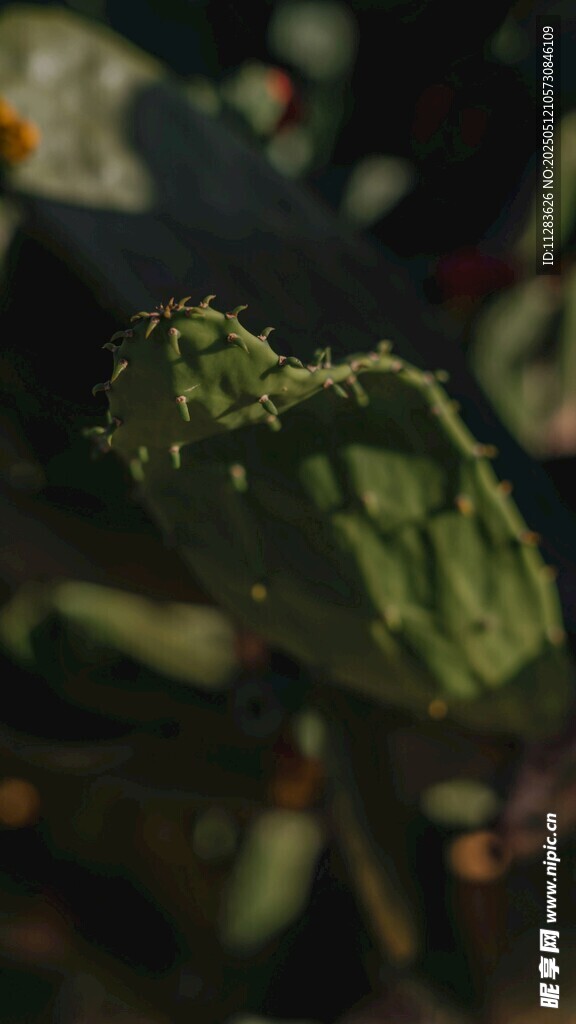 仙人掌