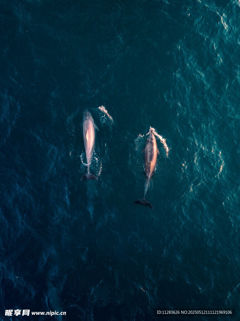 畅游的海豚