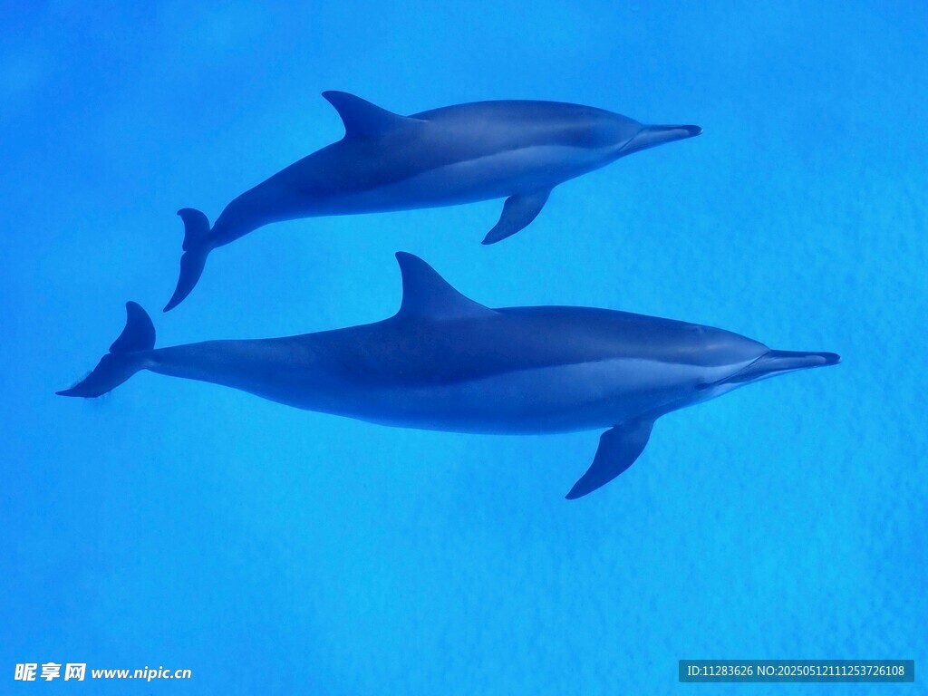双海豚畅游蓝色海洋