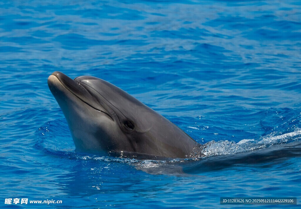 海中嬉戏的可爱海豚