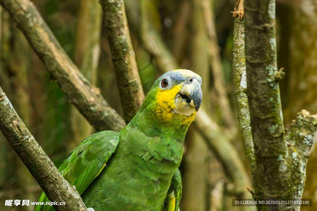 绿鹦鹉立于林间