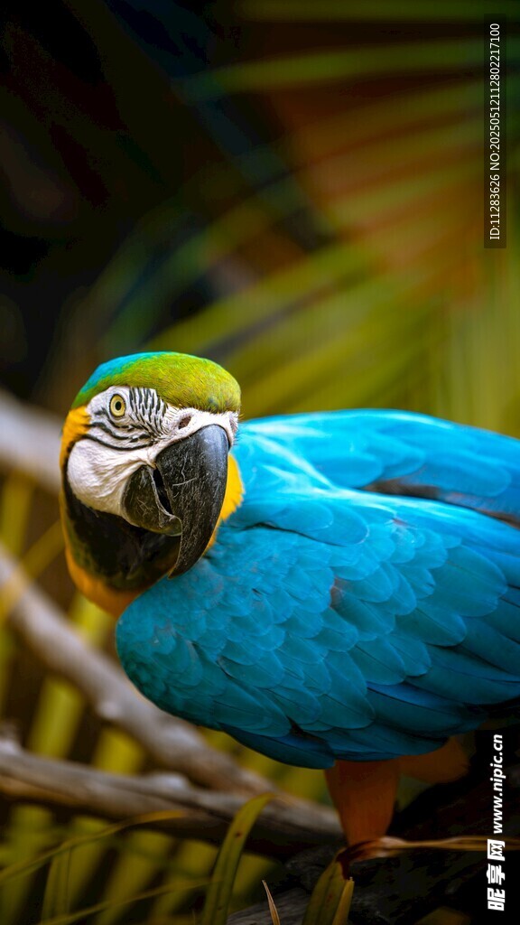 蓝黄鹦鹉栖息于枝头