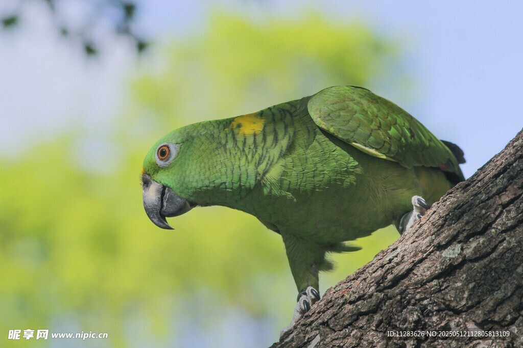 枝头绿鹦鹉