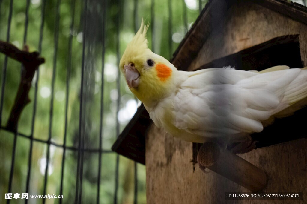 笼中黄冠凤头鹦鹉